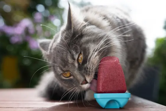young blue tabby maine coon cat licking homemade popsicle