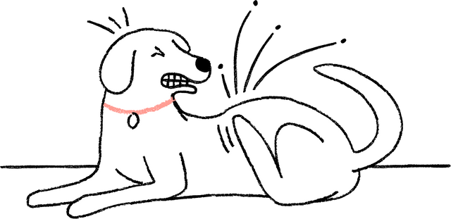 dog itching from allergies illustration