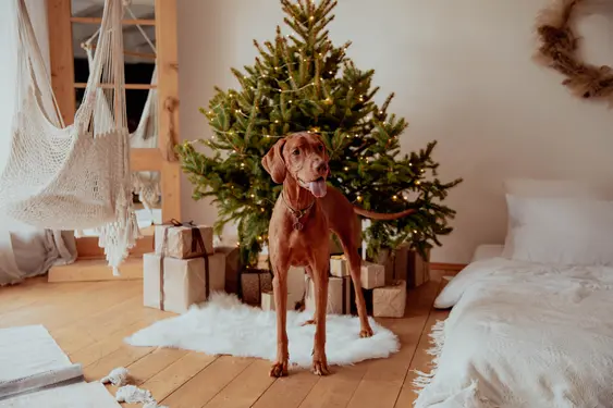 Dog smiles and pants near Christmas tree