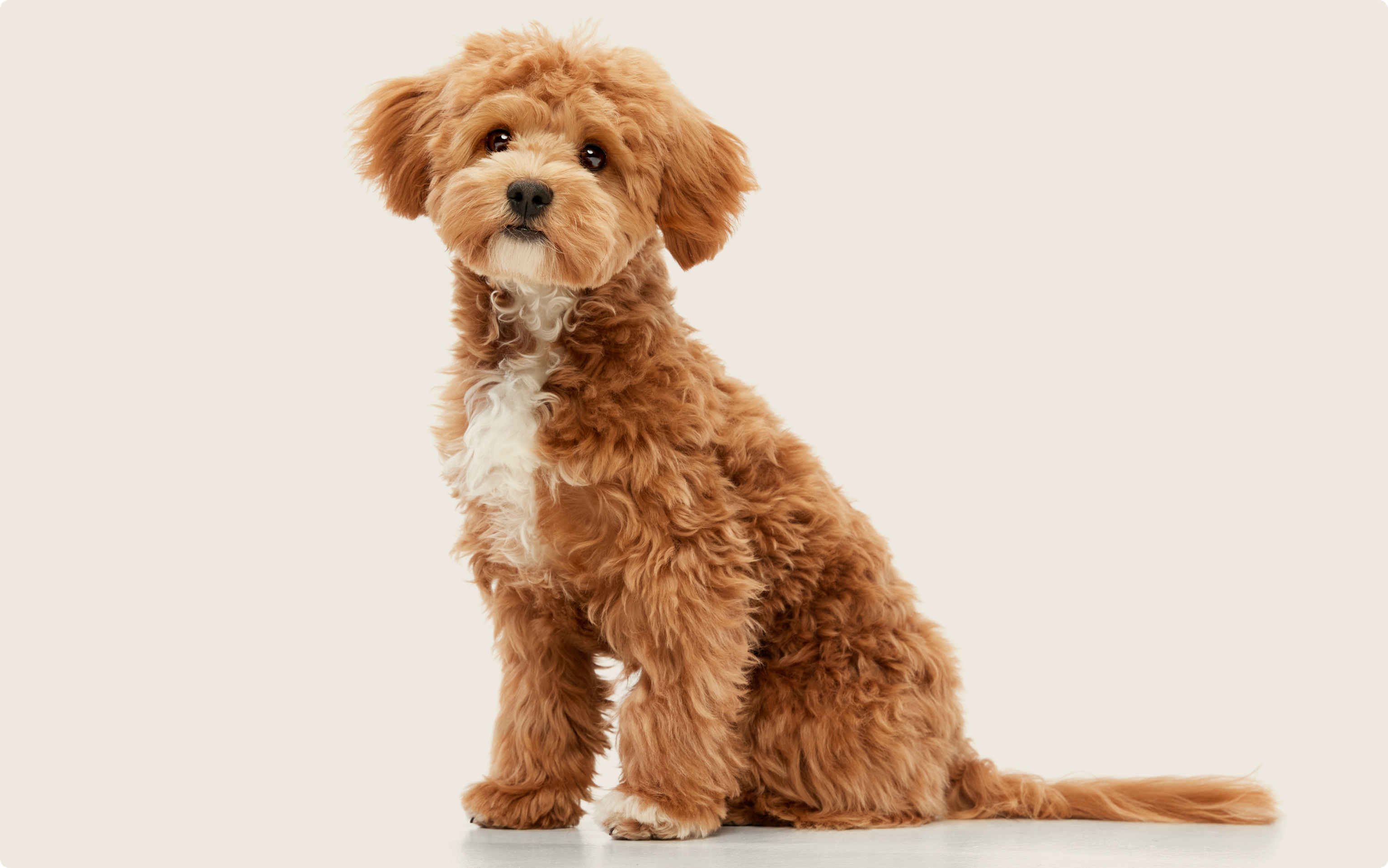 Maltipoo