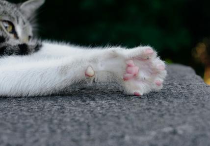 cat with paw outstretched on gray carpet