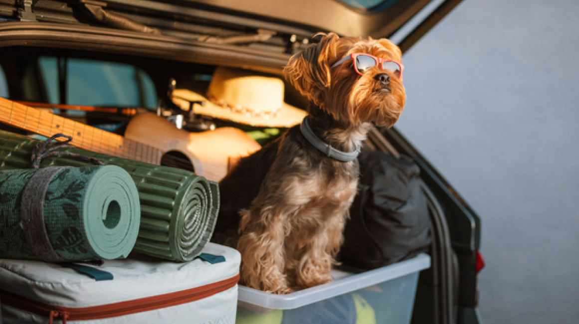 Dog wearing sunglasses sitting in car boot