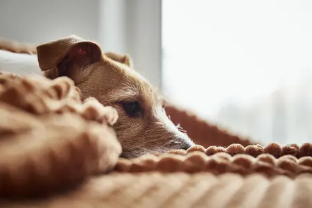 terrier dog laying on orange blanket