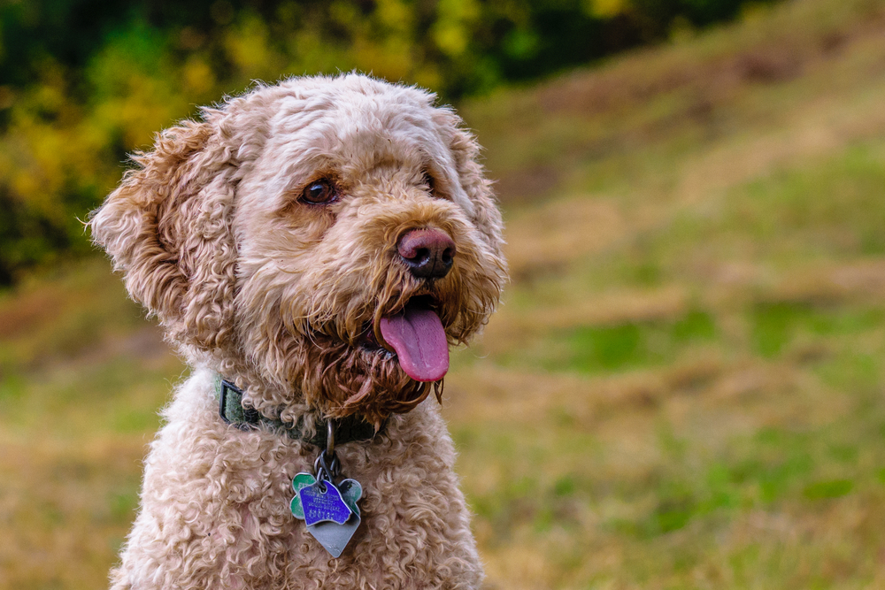 Cockapoo looking into the distance