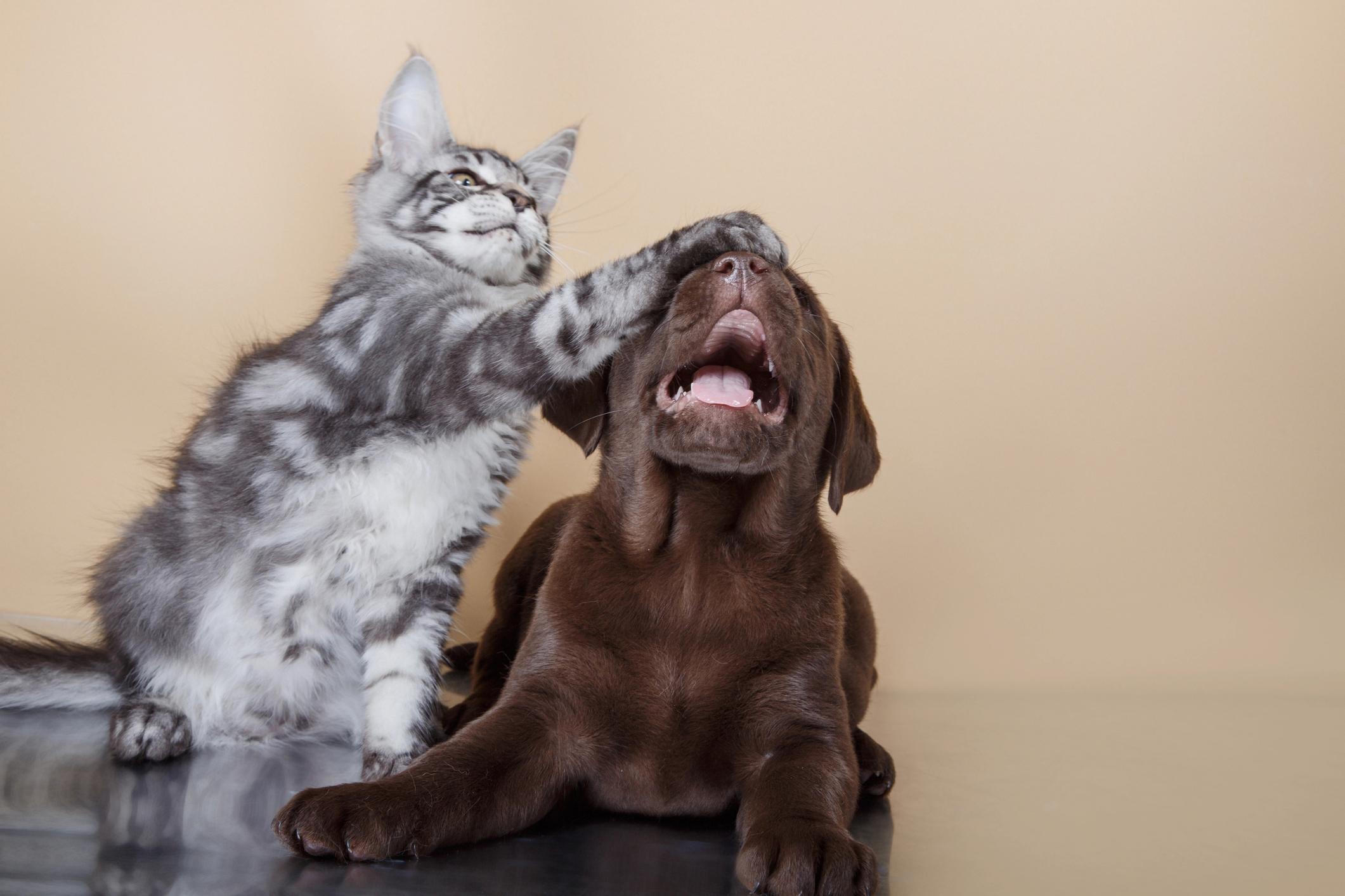 A grey Maine Coon playfully pats their paw on a Brown Labrador puppy's head
