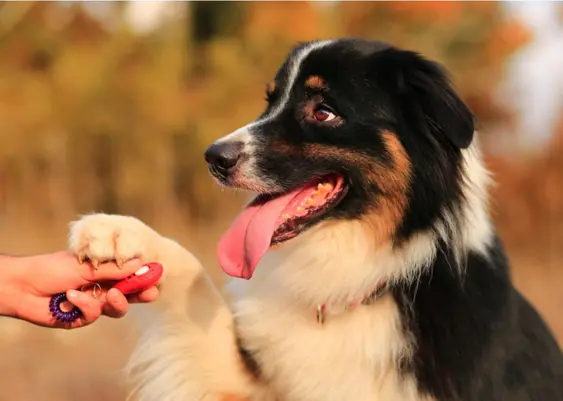 Clicker training with dog