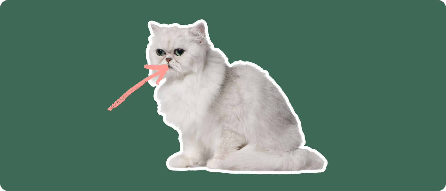 A Chinchilla Persian cat cut out with a white outline, with a pink arrow pointing to it's mouth, on a solid green background
