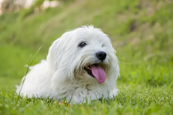 Image of a white Coton de Tulear laying on the grass outside