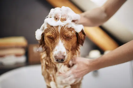 A brown dog is bathed by a professional groomer
