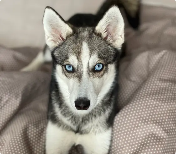 An Alaskan Klee Kai looking up at the camera from grey spotted bedding