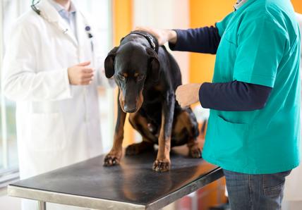 A dog at the vet
