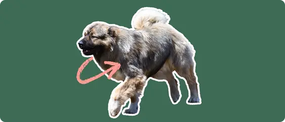 Caucasian Shepherd with a pink arrow drawn to its chest