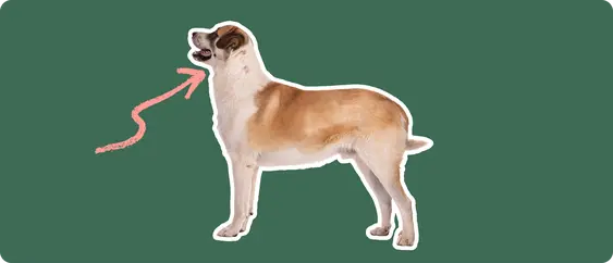A Great Pyrenees cut out with a white outline, with a pink arrow pointing to it's neck, on a solid green background