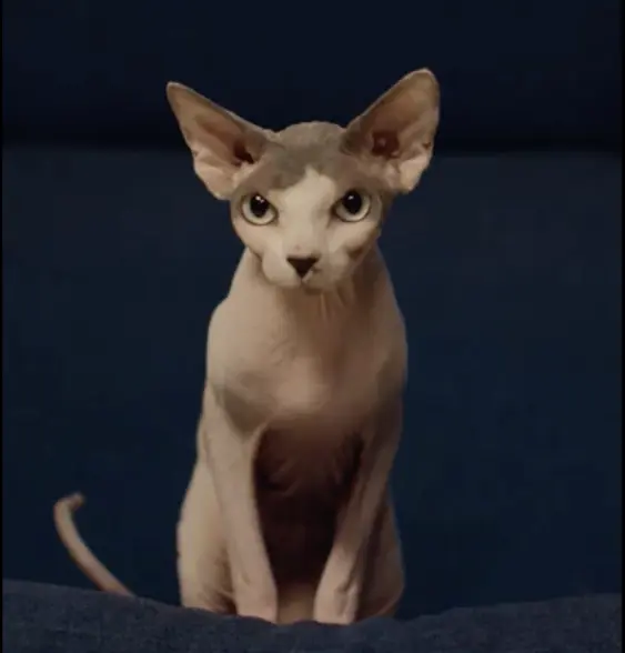 Sphinx Bruce