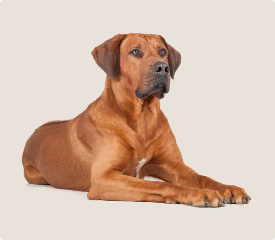 Rhodesian Ridgeback