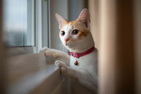 A ginger-and-white cat stars out of the window, they're standing on their hind legs