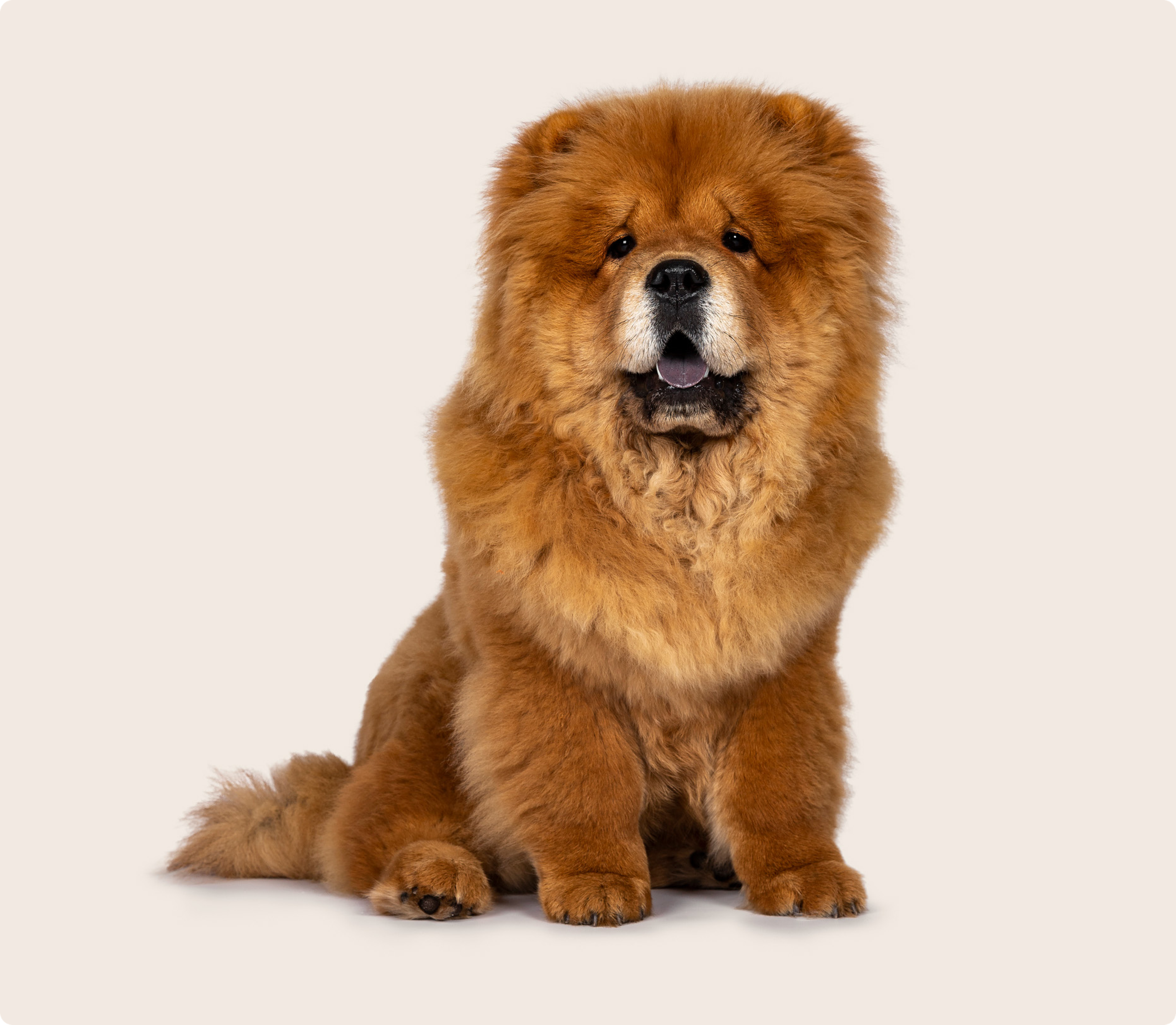 A Chow Chow with a thick, fluffy red coat, sitting against a light beige background and looking directly at the camera with its mouth slightly open.