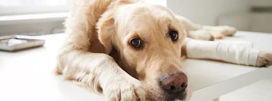Injured dog
