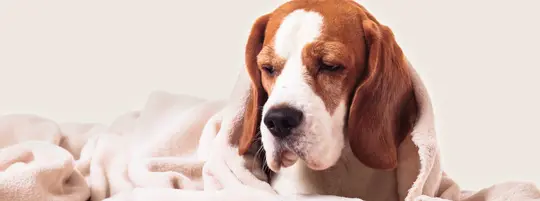 Sick dog
