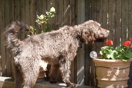 gardening dog