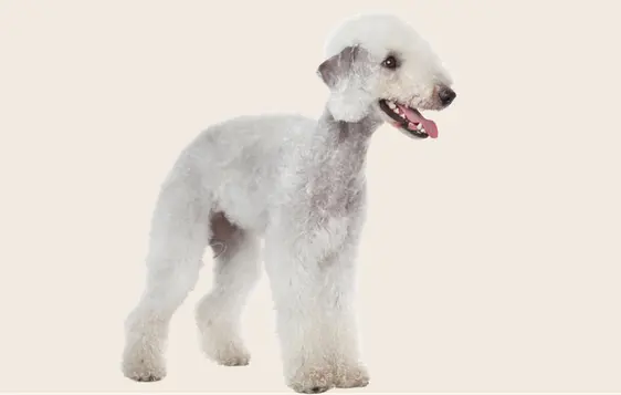Image of a white Bedlington Terrier on a beige background