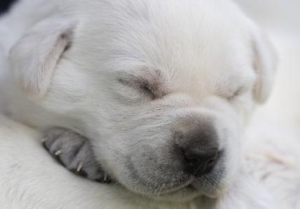 Puppies sleeping