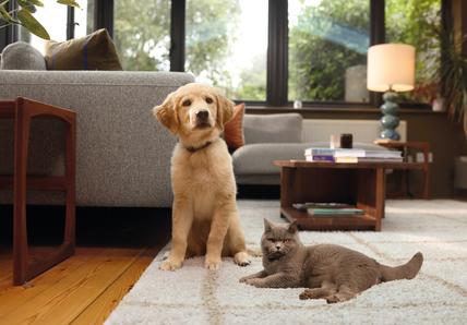 Image of a grey cat lying next to a Golden Retriever pup