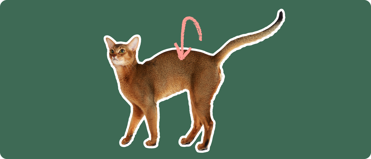 An orange-brownAbyssinian cat on a green background with a pink arrow pointing to it's back