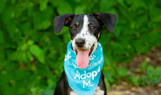 A black and white mixed breed dog wears a blue adopt me bandana