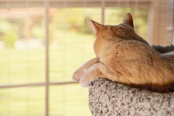 A ginger cat sleeps on its cat tree or perch near the window, the blinds are closed but you can see the green outdoors vaguely