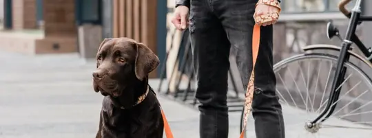 Dog on lease outside