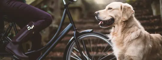 Cycling with your dog