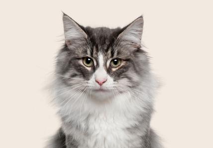Close up of a Norwegian forest cat on a beige background
