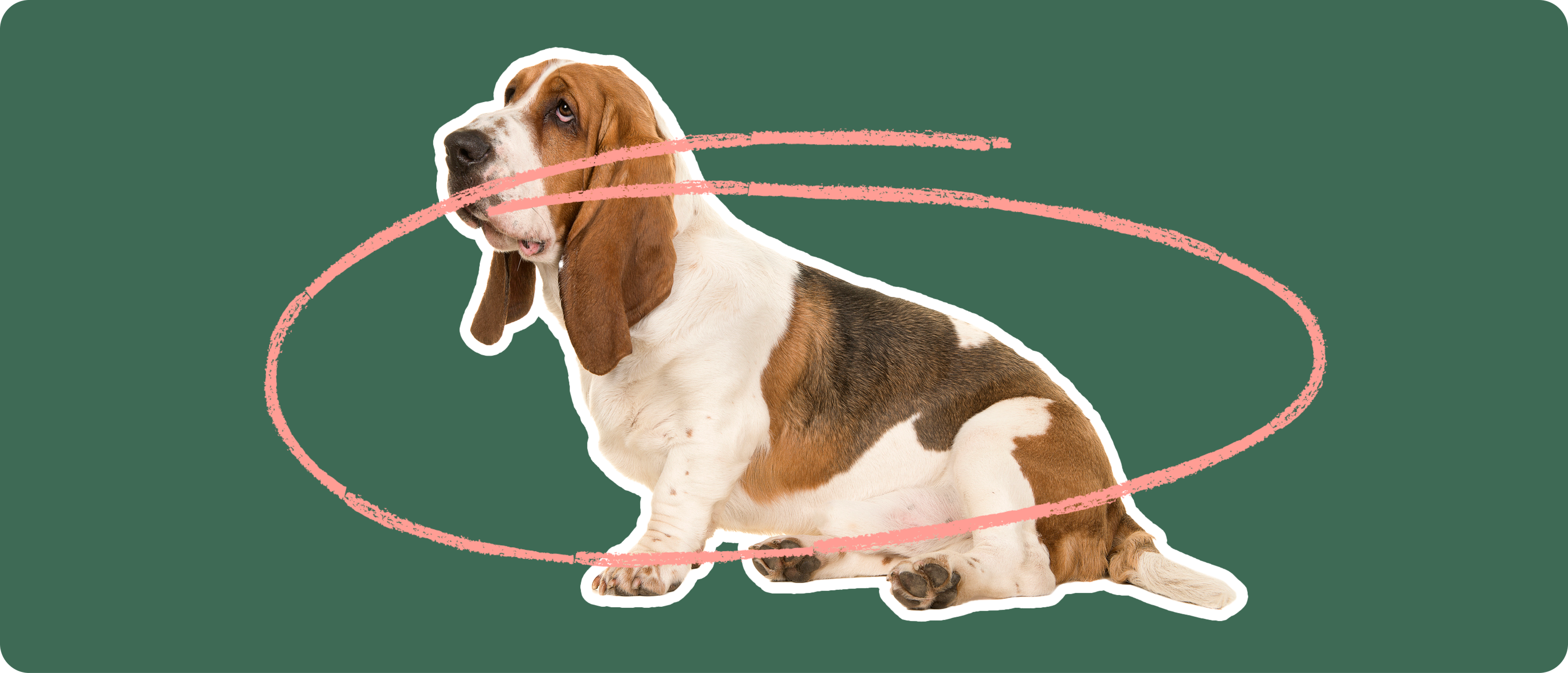 A Basset Hound dog cut out with a white outline on a green background with a pink circle around it's body