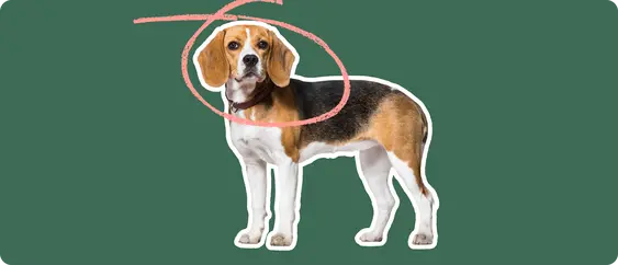 Photo of a brown and white beagle with a pink circle indicating where it has Intervertebral Disc Disease (IVDD)