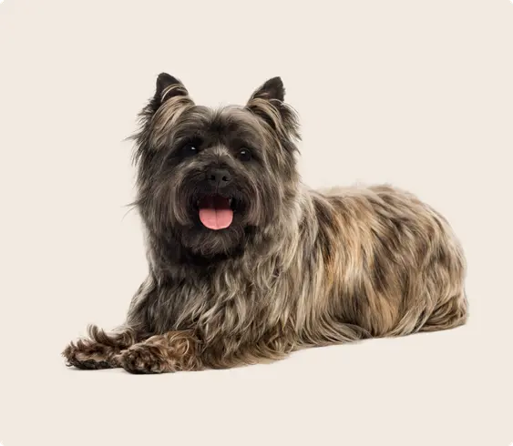 Image of a black Cairn Terrier laying down looking into the camera
