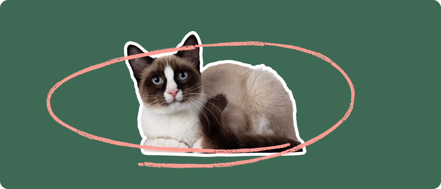 A snowshoe cat lying down, cutout with a white outline, with a pink circle around it's body, on a solid green background