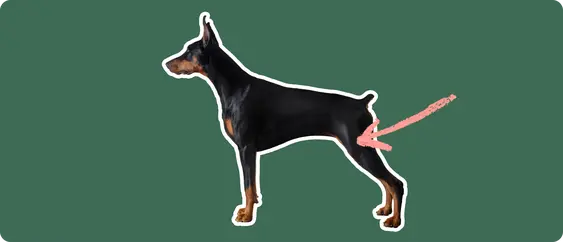 Doberman pinscher with a pink arrow drawn to its hip