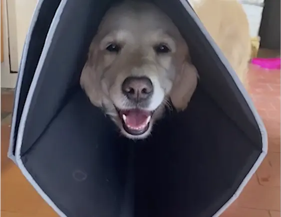 Comfy Cone dog