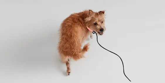 Dog on leash