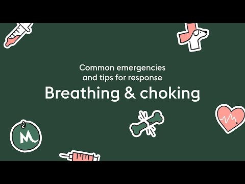 What Can You Do if Your Dog Is Choking?