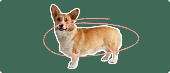 Corgi
