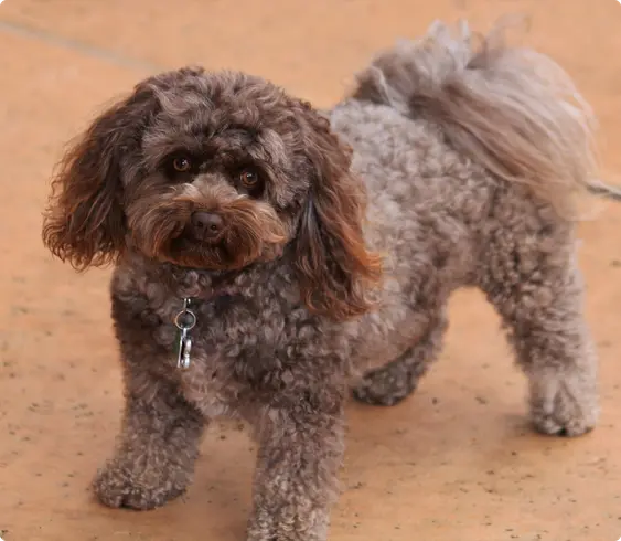 A curly brown Pomapoo dog with brown eyes