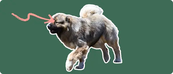 Caucasian Shepherd with a pink arrow drawn to its eye