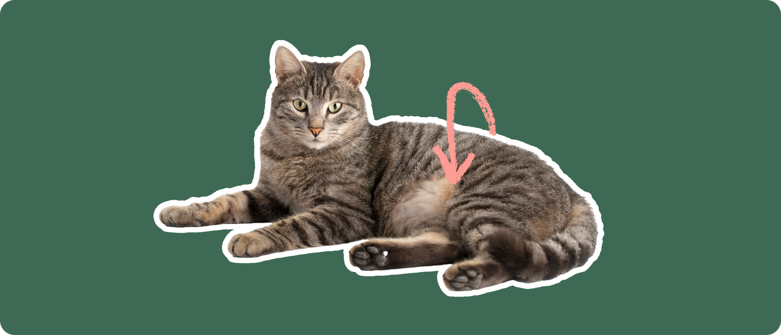 Domestic shorthair cat laying down cut out with a white stroke, on a green background, with a pink arrow point to it's lower stomach