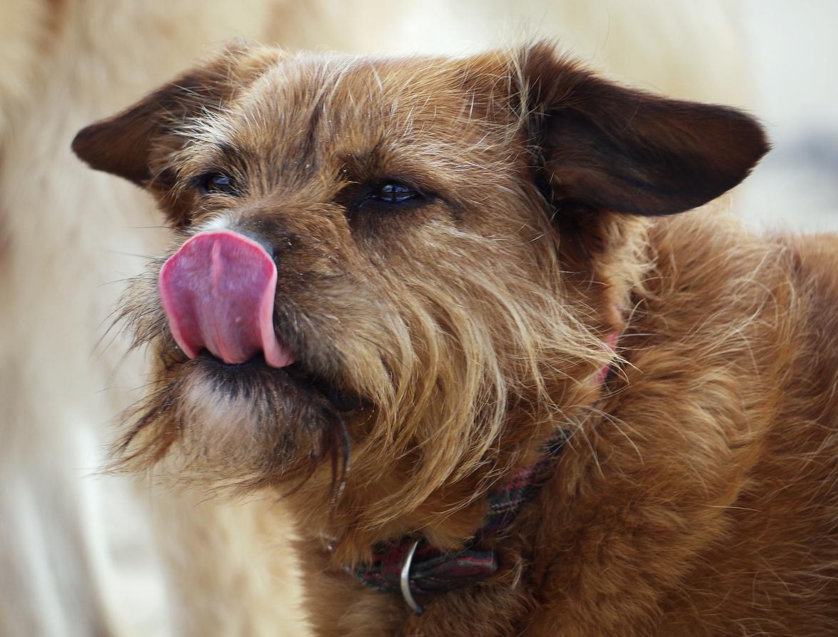 Image of a brown Cairn Terrier licking its snout