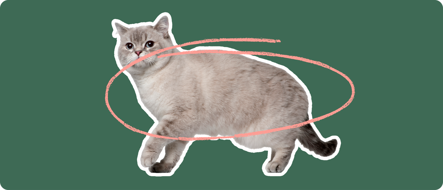 Siberian Cat