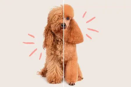 A split-image showing a poodle with curly, untrimmed fur on the left and neatly groomed fur on the right.