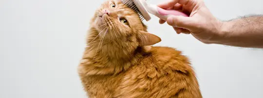 Man brushing his orange cat with a pink and white grooming brush