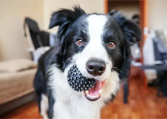 Dog with ball in mouth